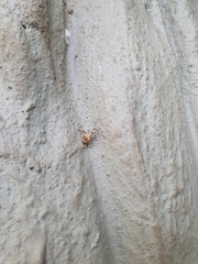 Heteroptera