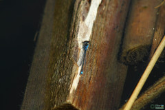 Erythromma viridulum