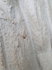 Heteroptera