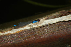 Erythromma viridulum