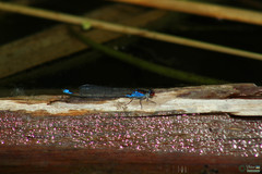 Erythromma viridulum