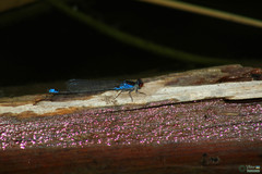 Erythromma viridulum