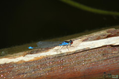 Erythromma viridulum