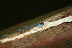 Erythromma viridulum