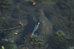 Erythromma viridulum