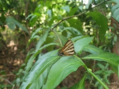 Arawacus separata