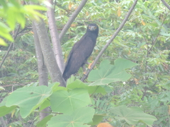 Spizaetus tyrannus