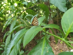 Arawacus separata