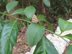 Arawacus separata