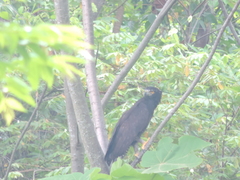 Spizaetus tyrannus