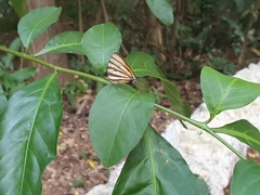 Arawacus separata