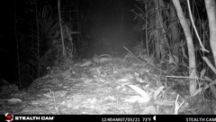 Didelphis marsupialis