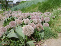Allium karataviense