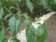 Arawacus separata