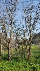 Quercus lobata