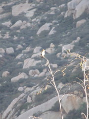 Campylorhynchus brunneicapillus sandiegensis