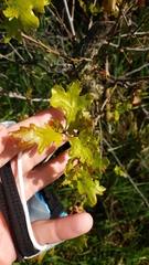 Quercus lobata