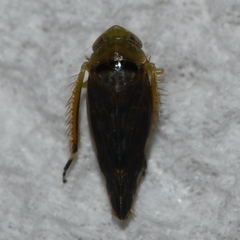 Acinopterus acuminatus