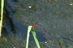 Crocothemis erythraea