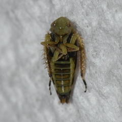 Acinopterus acuminatus