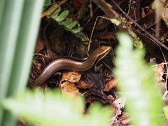 Copeoglossum nigropunctatum