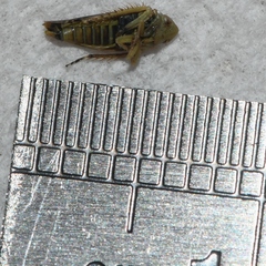 Acinopterus acuminatus