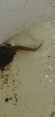 Ranoidea caerulea