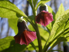 Scopolia caucasica