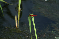 Crocothemis erythraea