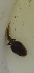 Ranoidea caerulea