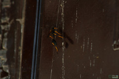 Sceliphron caementarium