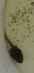 Ranoidea caerulea