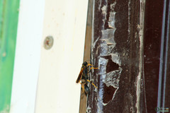 Sceliphron caementarium