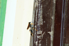 Sceliphron caementarium