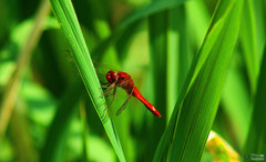Crocothemis erythraea