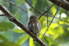 Glaucidium siju