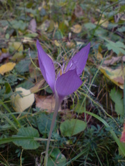 Crocus banaticus