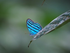 Cepheuptychia cephus