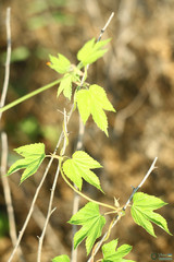 Humulus lupulus