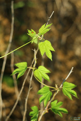 Humulus lupulus
