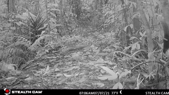 Microsciurus