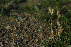 Hordeum
