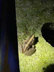 Ptychadena mossambica