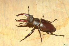 Lucanus cervus