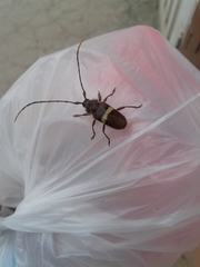 Deretrachys juvencus