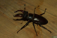 Lucanus cervus