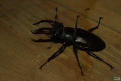 Lucanus cervus