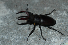 Lucanus cervus