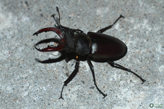 Lucanus cervus