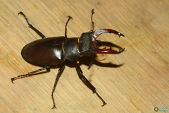 Lucanus cervus